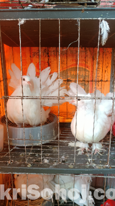পঙ্খীরাজ কবুতর